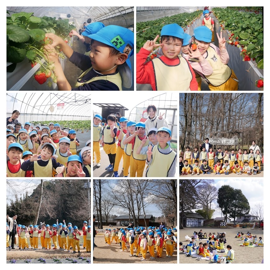 ほし組 お別れいちご狩り遠足で森ファームに行きました!